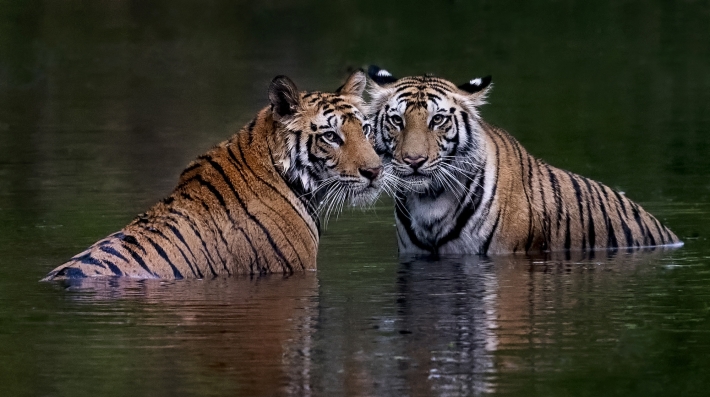 Two tigers look towards the camera, their faces reflected in the water