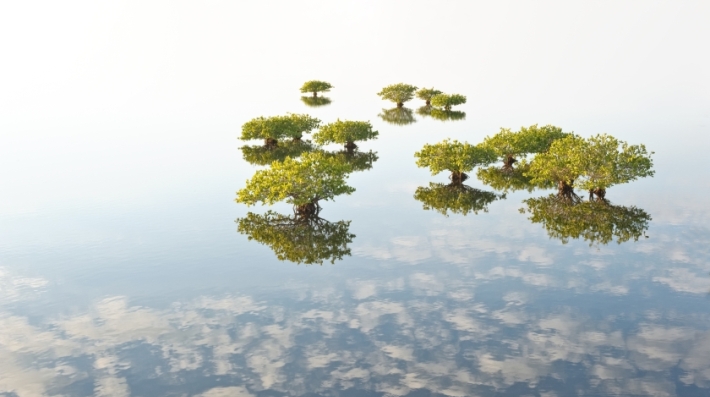 Mangrove trees thriving in water