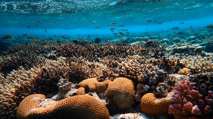 coral reefs