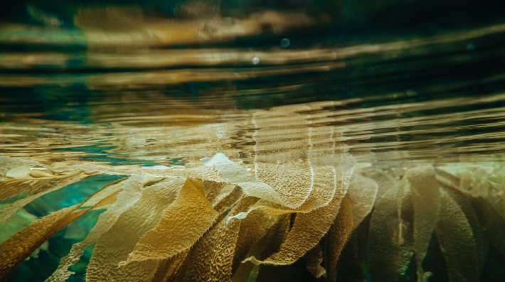 Kelp floating on the water surface